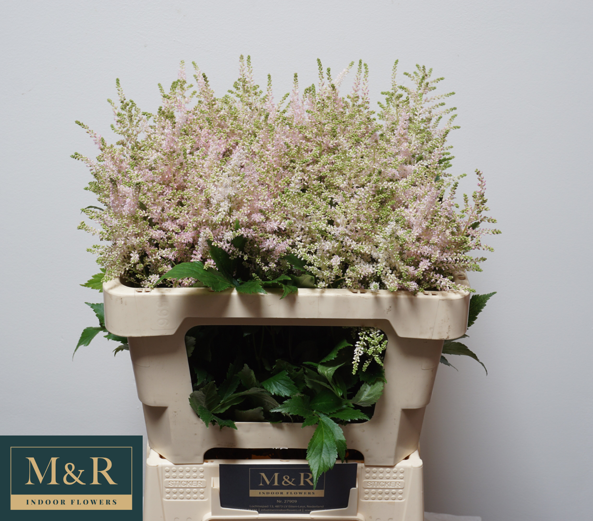 Астильба Европа 55 (светло-роз.), шт.