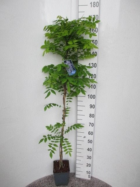Wisteria floribunda 'Domino' 150 cm P19, D 19