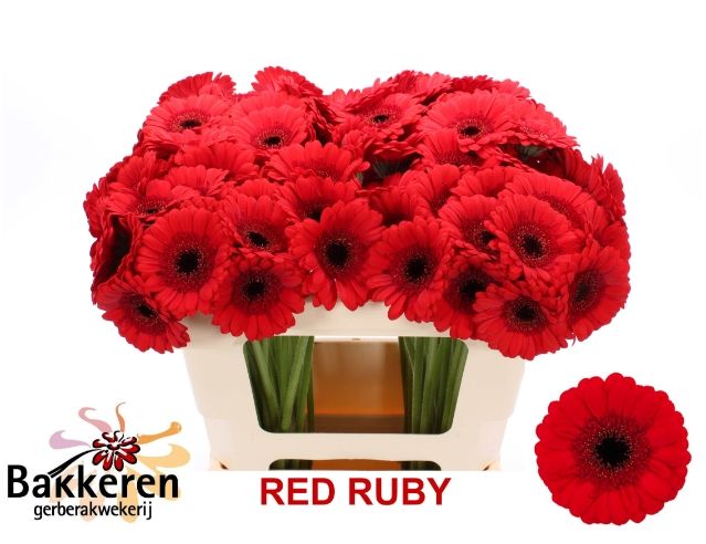 Гермини Рэд Руби, шт.