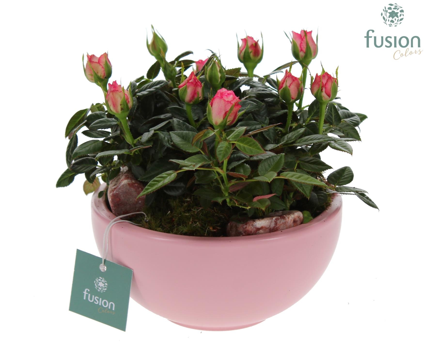 Schaal keramiek Moon Small licht roze met Potrozen, D 15