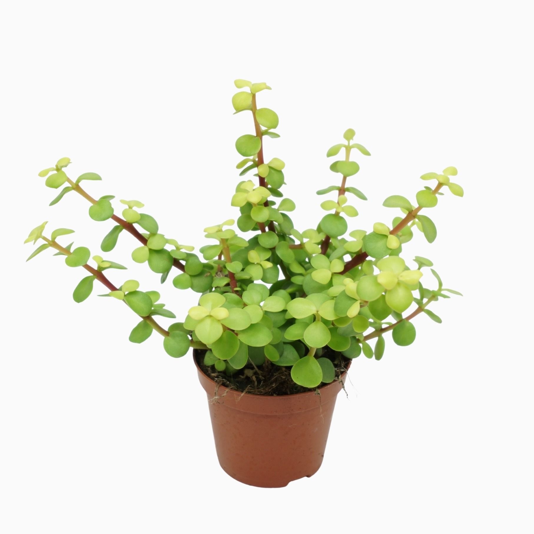 Portulacaria afra lemon 8,5 cm, D 8,5