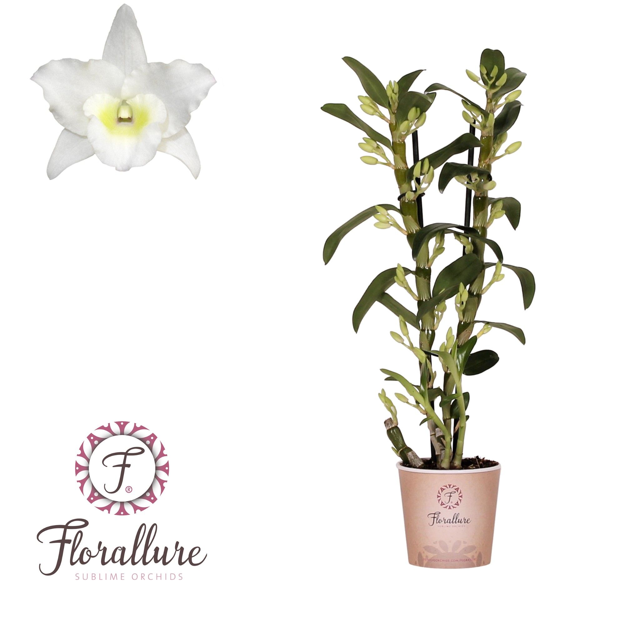 Dendrobium Nobile Apollon 2 stam 20+ tros Florallure, D 12