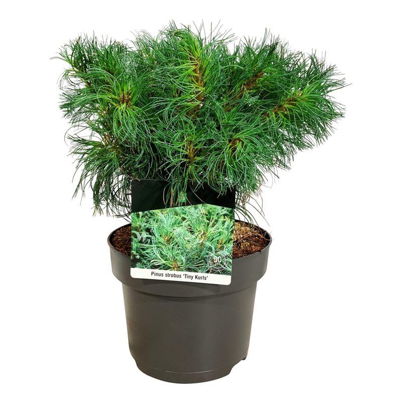 Pinus strobus 'Tiny Kurls', D 21