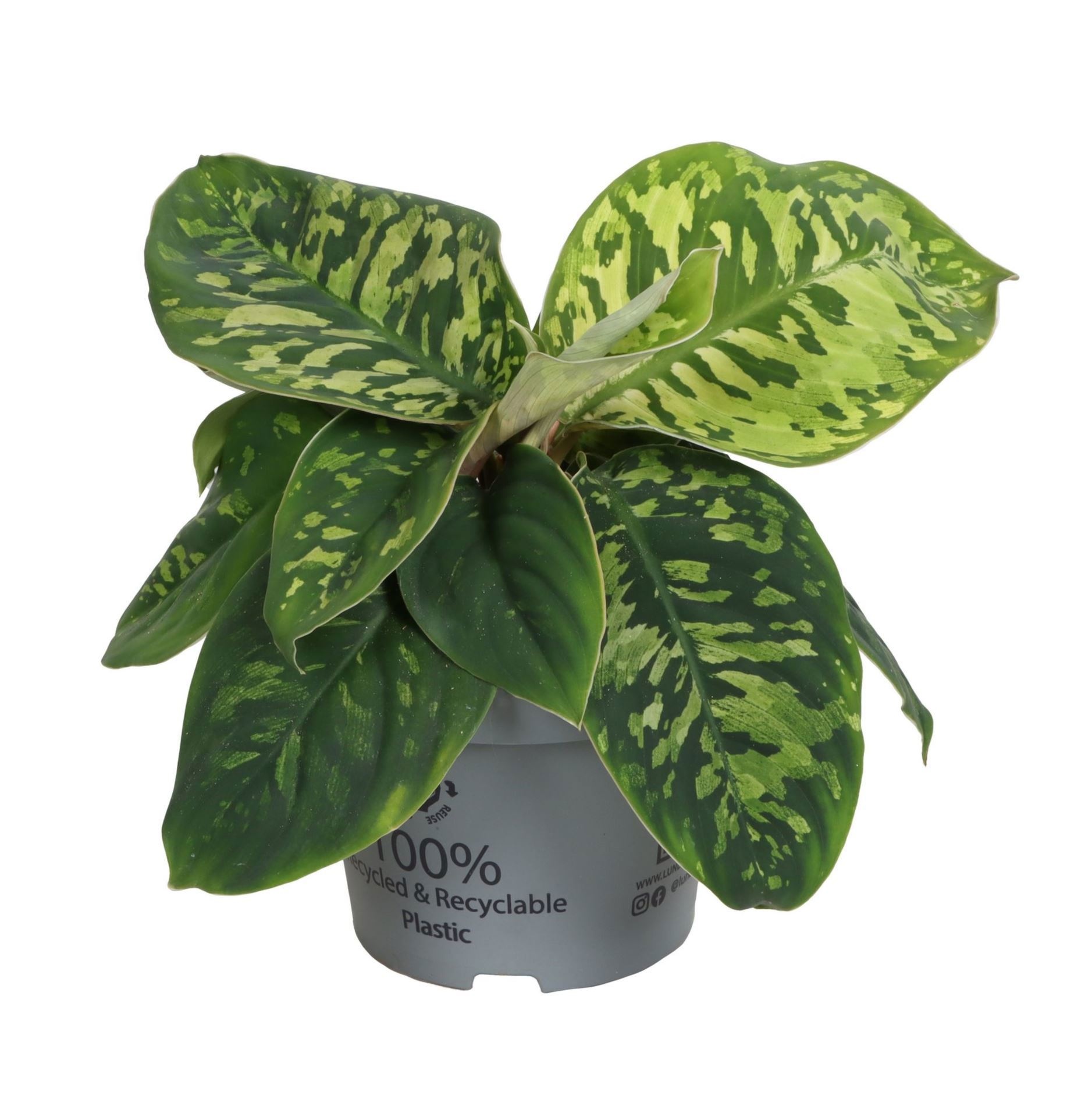 Homalomena Wallisii Camouflage 12 cm, D 12