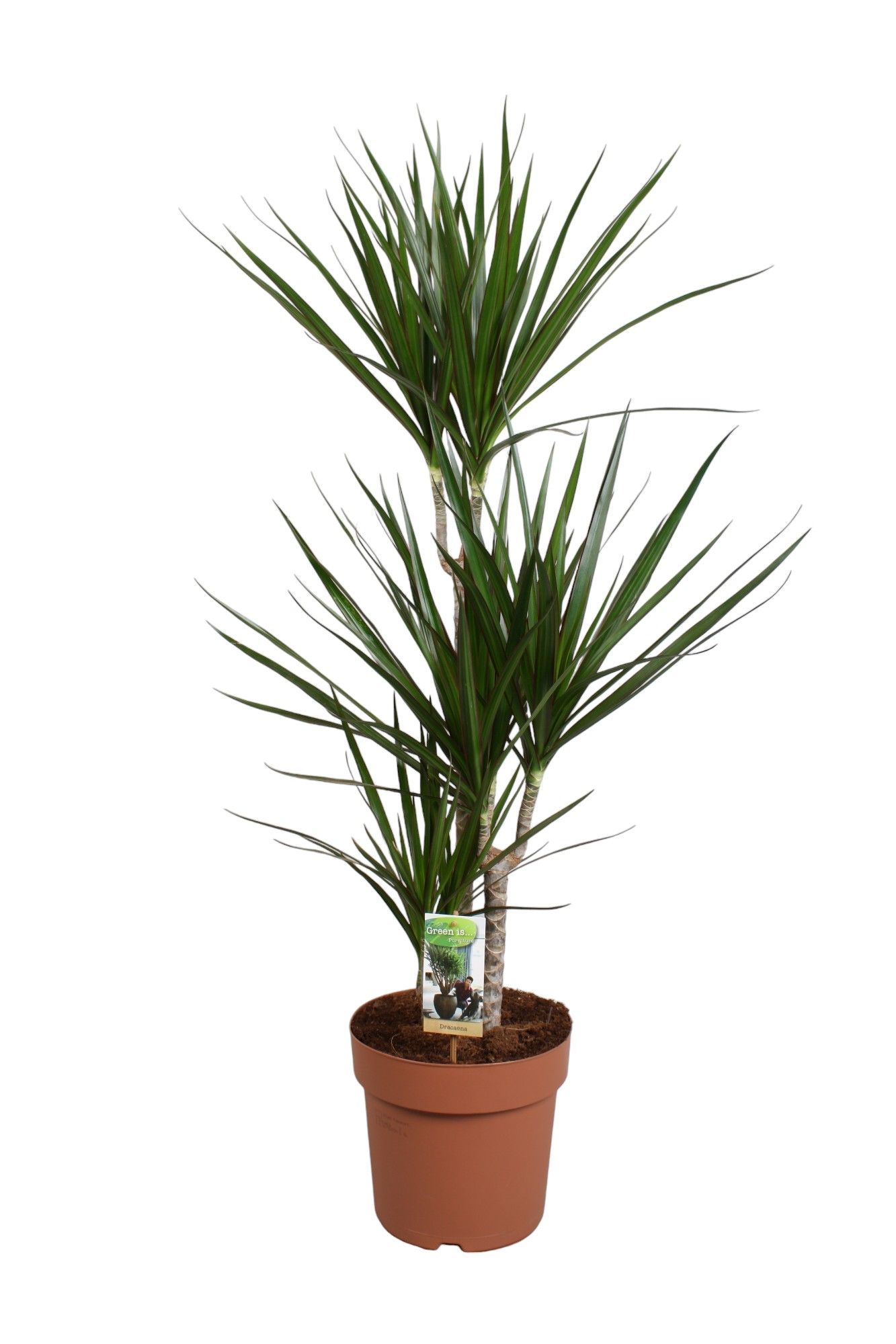 Dracaena Marginata 60-30-15 (p24), D 24