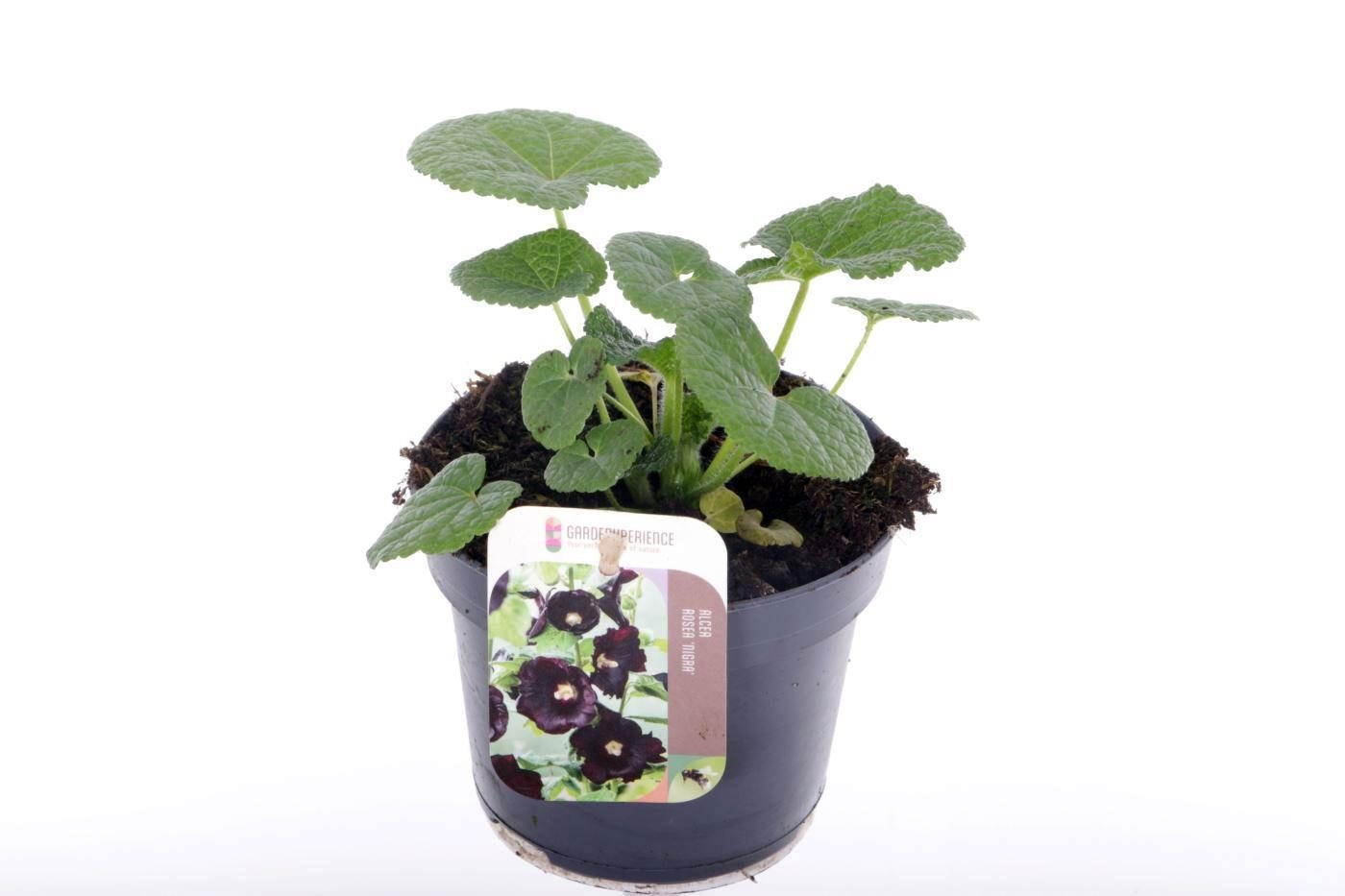 Alcea rosea Nigra, D 13