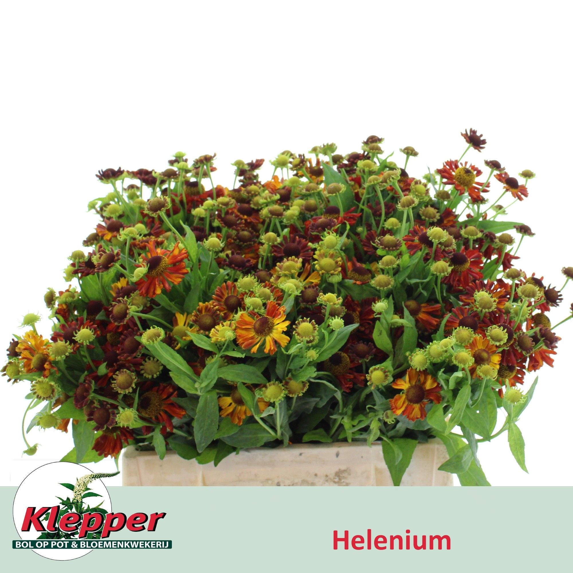 Хелениум Отэм Фае 40, шт.