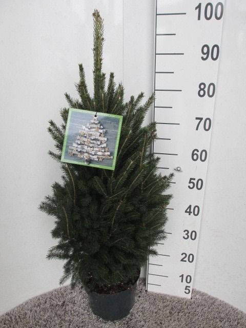 Picea glauca Super Green 60-70 P23, D 23 cm