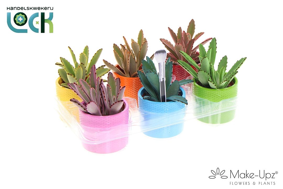 Kalanchoe Tomentosa Make Upz in keramiek, D 8,5