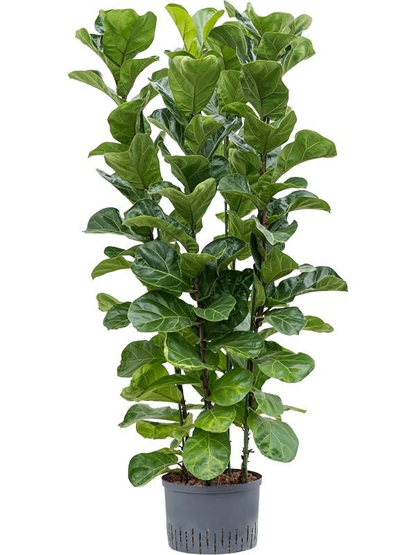 Ficus lyrata 'Bambino', D 28