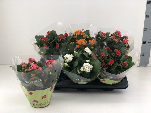 TDM P15 Kalanchoë dubbelbloemig mix in tray, D 15