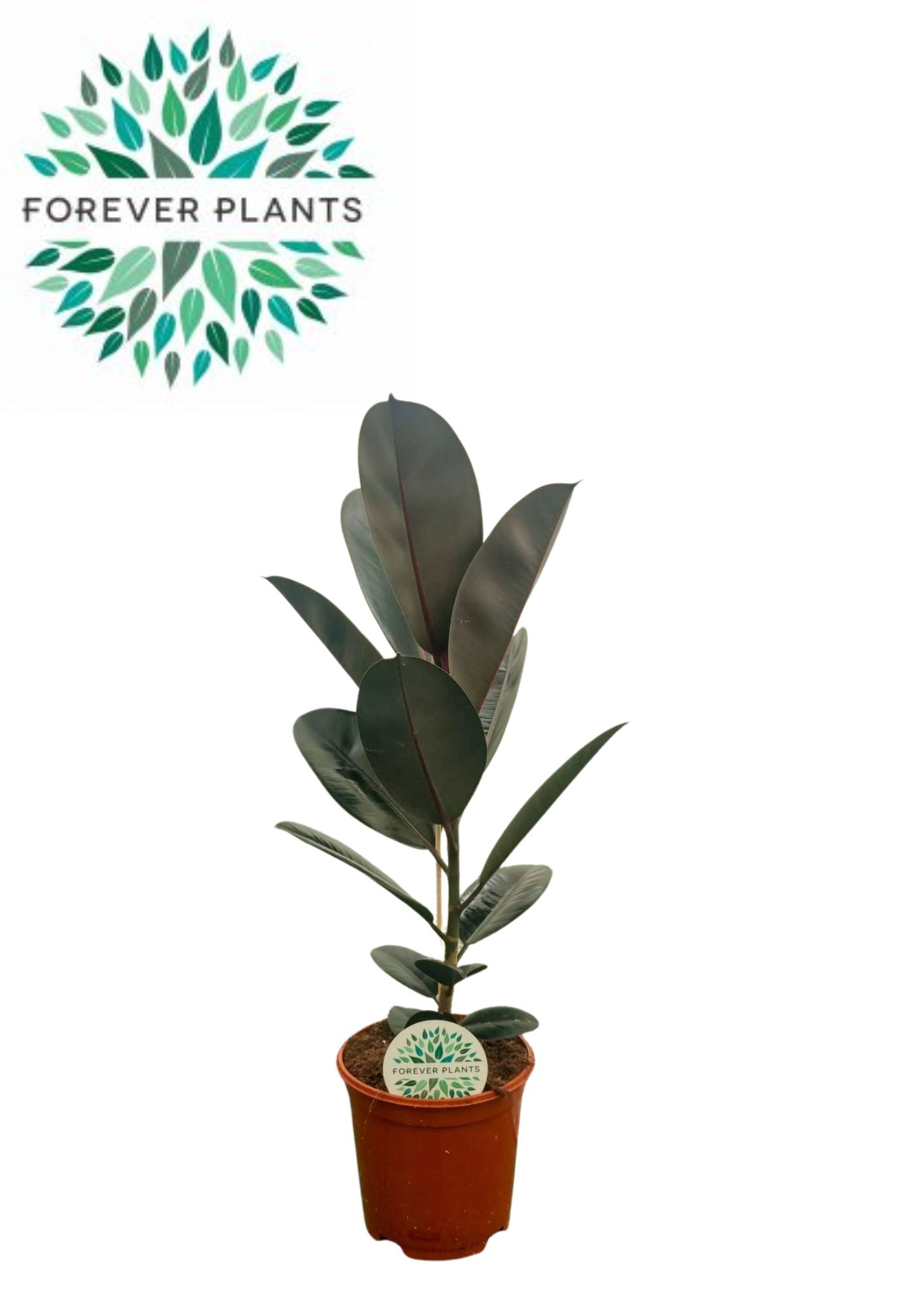 Ficus Elastica Abidjan p21, D 21
