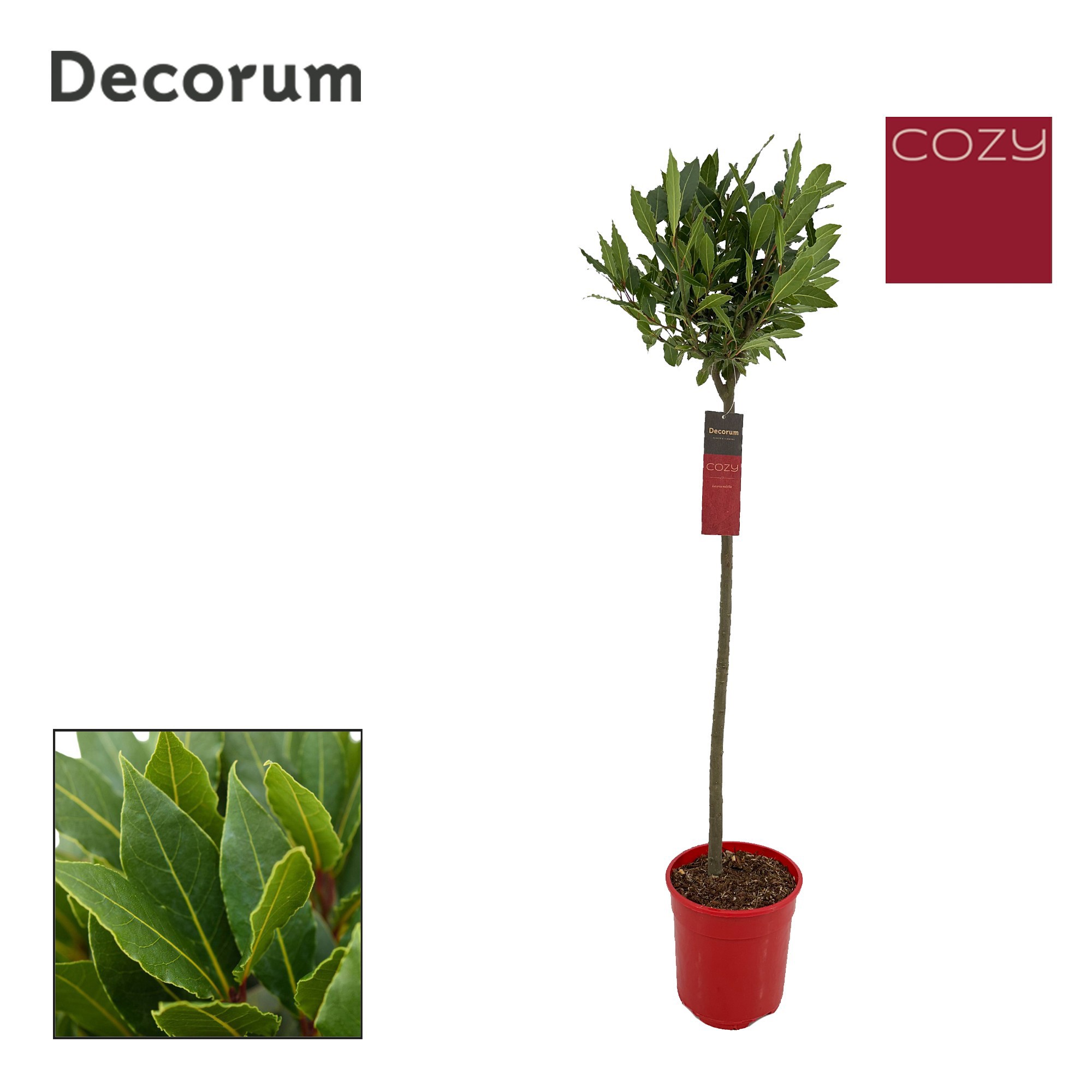 Laurus nobilis Bol op stam, D 20 cm