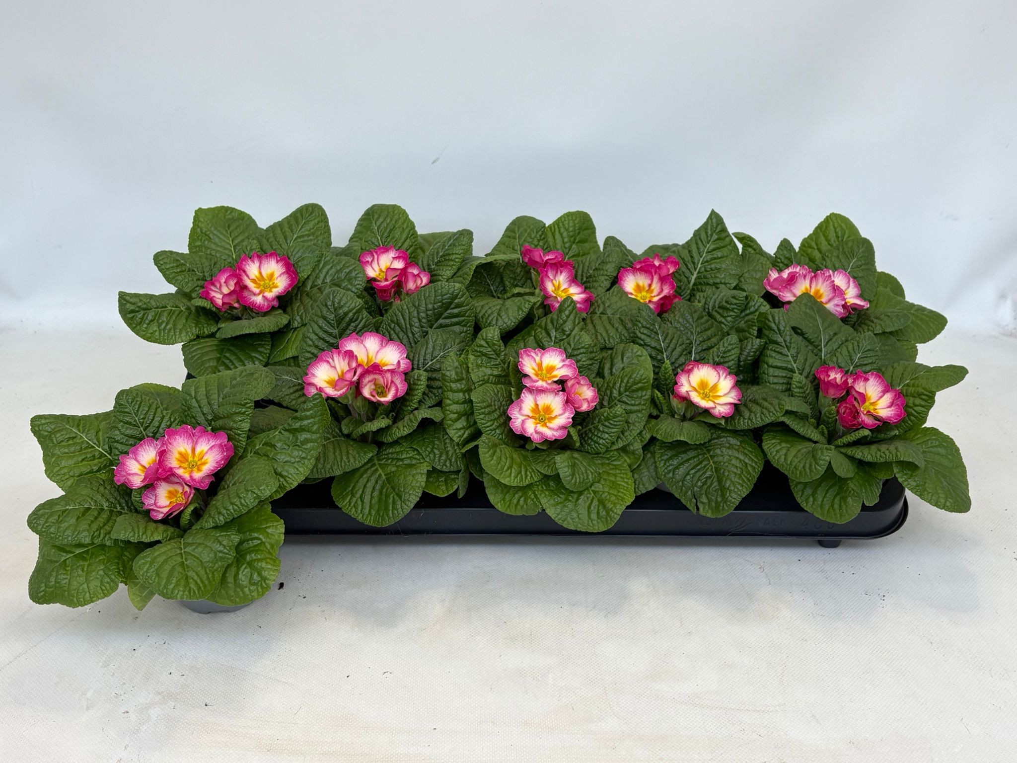 Primula Aucalis White Rose Flame, D 10,5