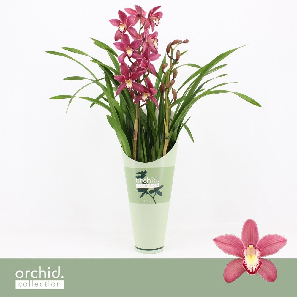 Cymbidium, Pearl Flor 2-spike 'Orchid Collection' Potcover, D 12 cm