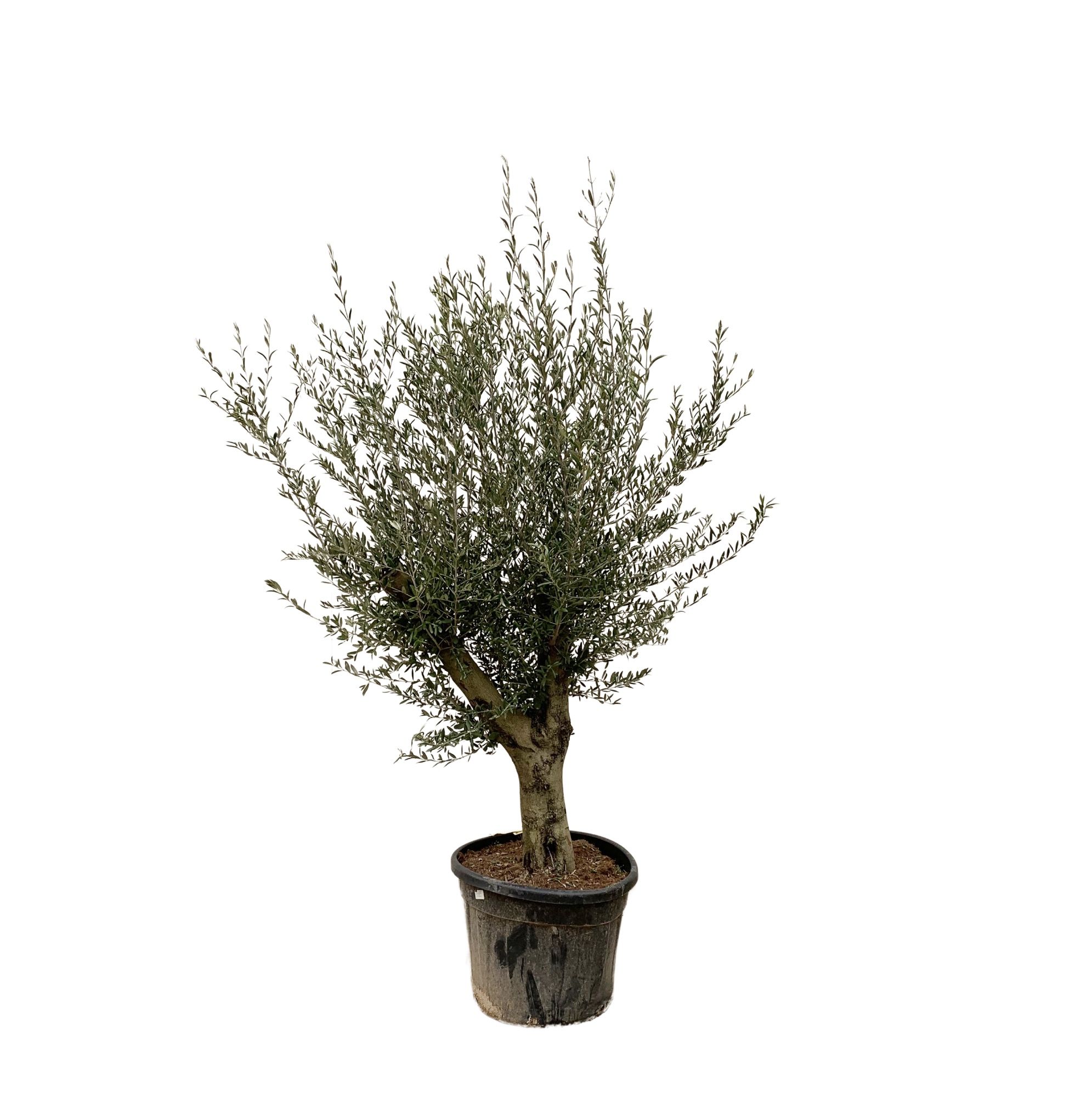 Olea Europaea Lorc XL - 230cm, D 55