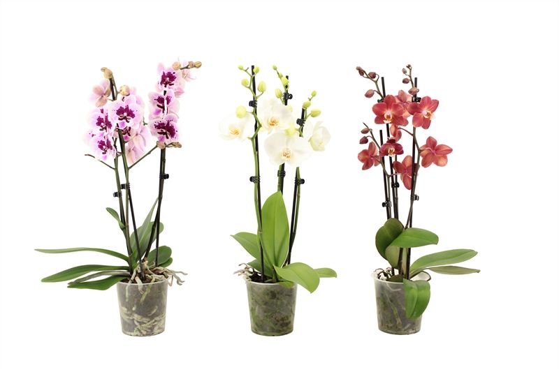 Phal mix 3T16+, D 12
