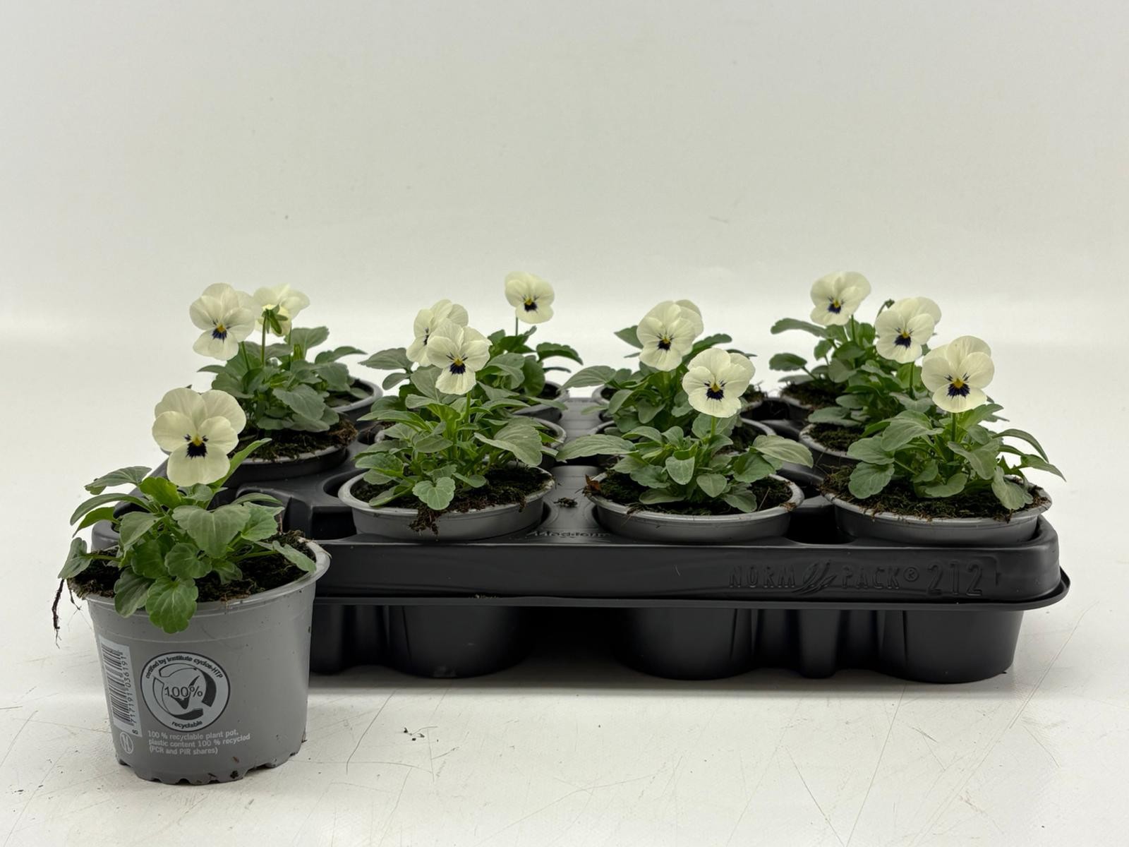 Viola Cornuta White With Blotch, D 9 cm