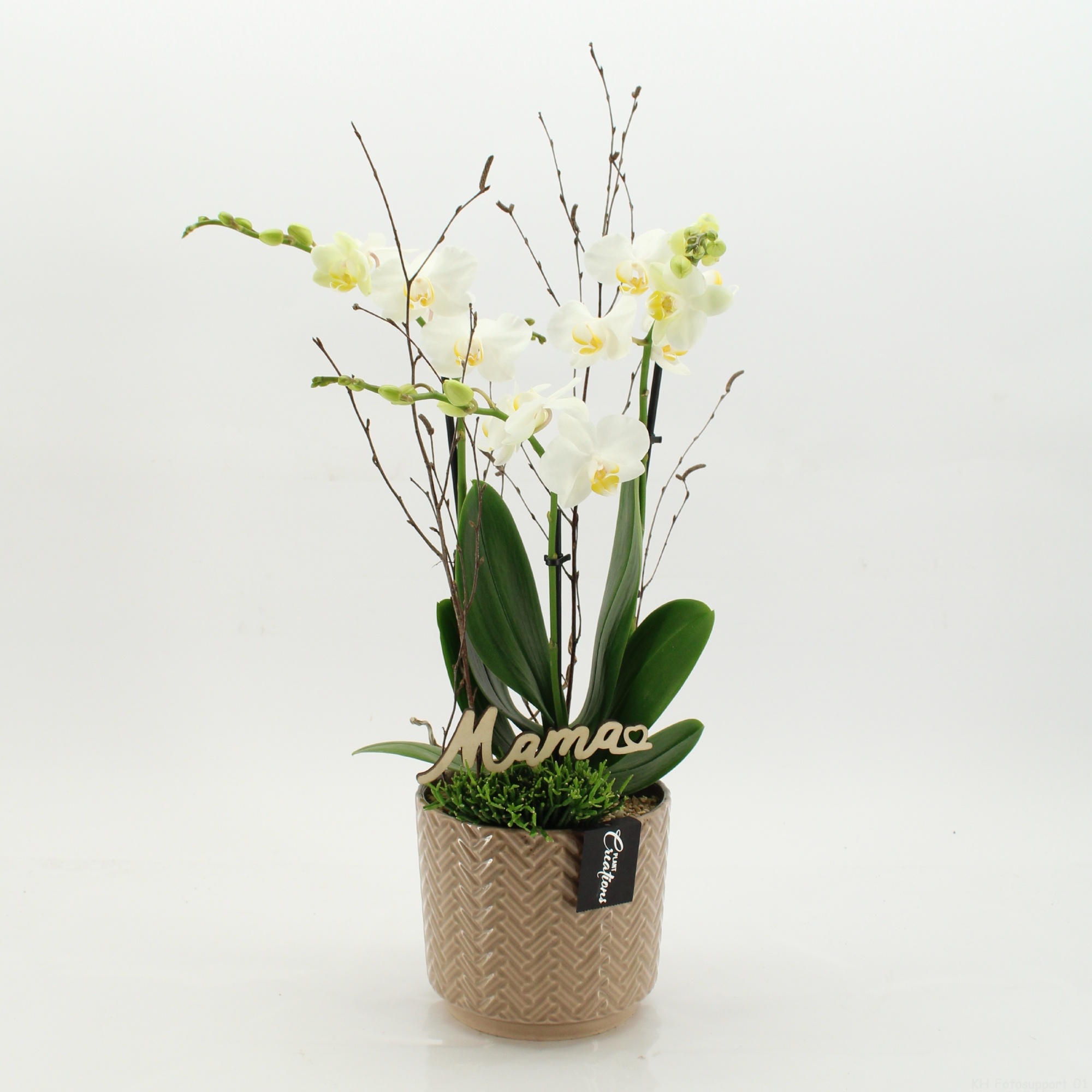 PHALMD-2611W Mother's day Phalaenopsis, D 16