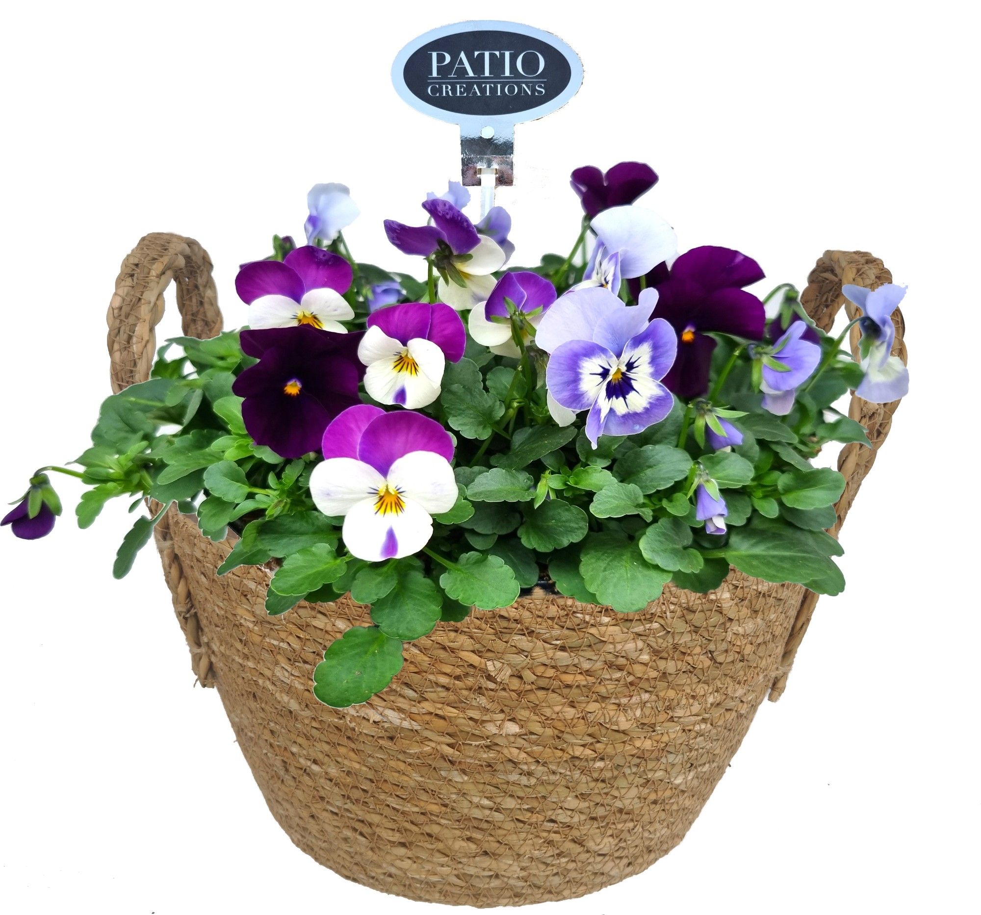 V751-9323 Viola Rosa zeegras mand, D 23