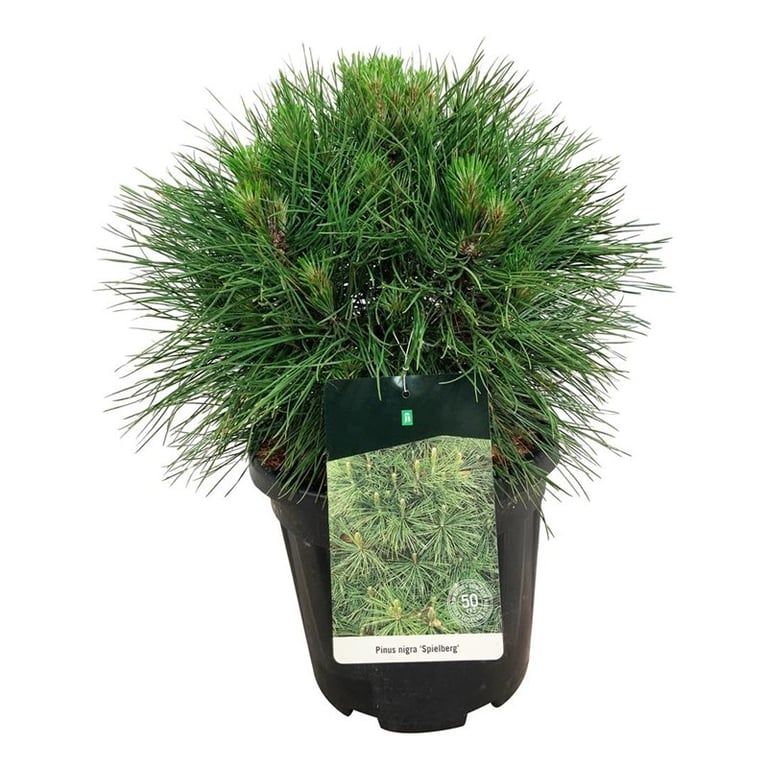 Pinus nigra 'Spielberg', D 32