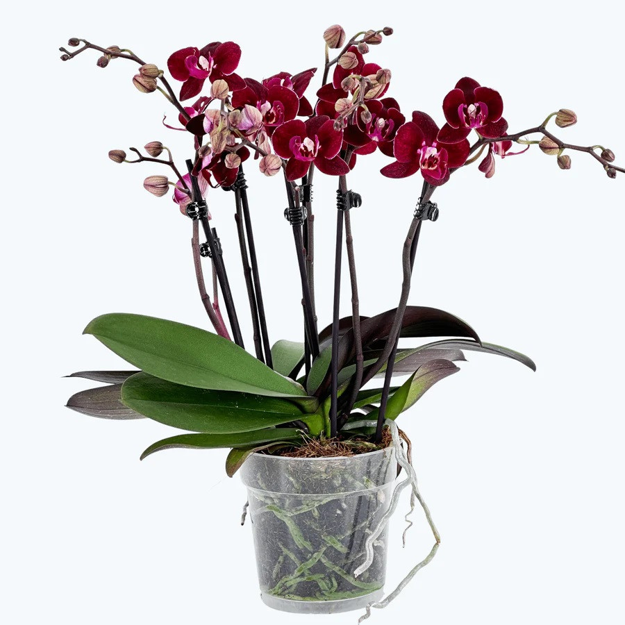 Phal. 3-4 tak 'Cartagena' 12 cm Topf 'Two of Us', D 12