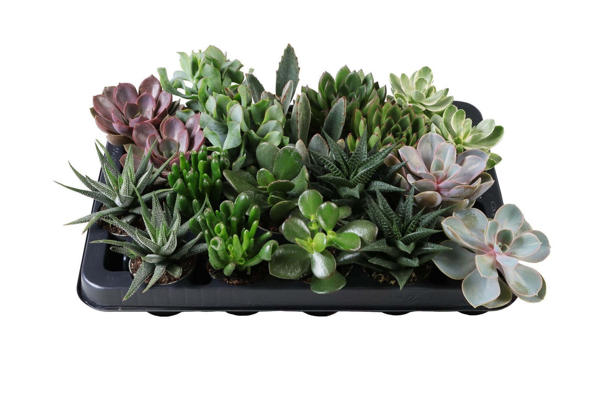 Succulent MIX x20, D 6