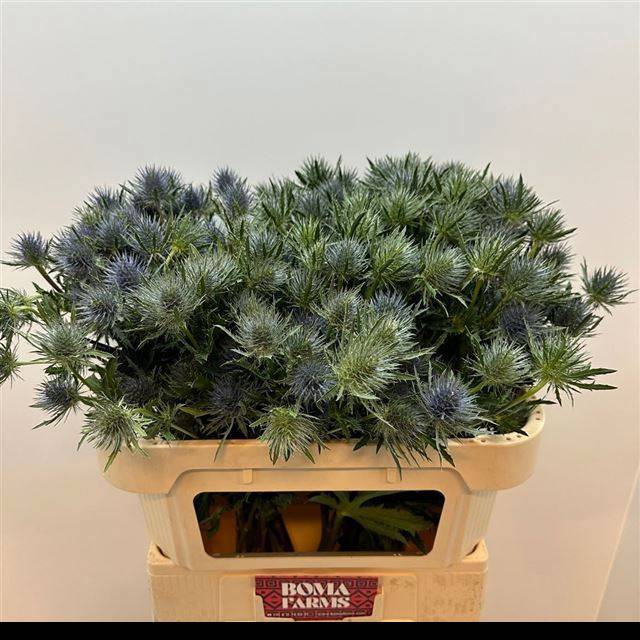 Эрингиум Мэджикал Анита 70, шт.