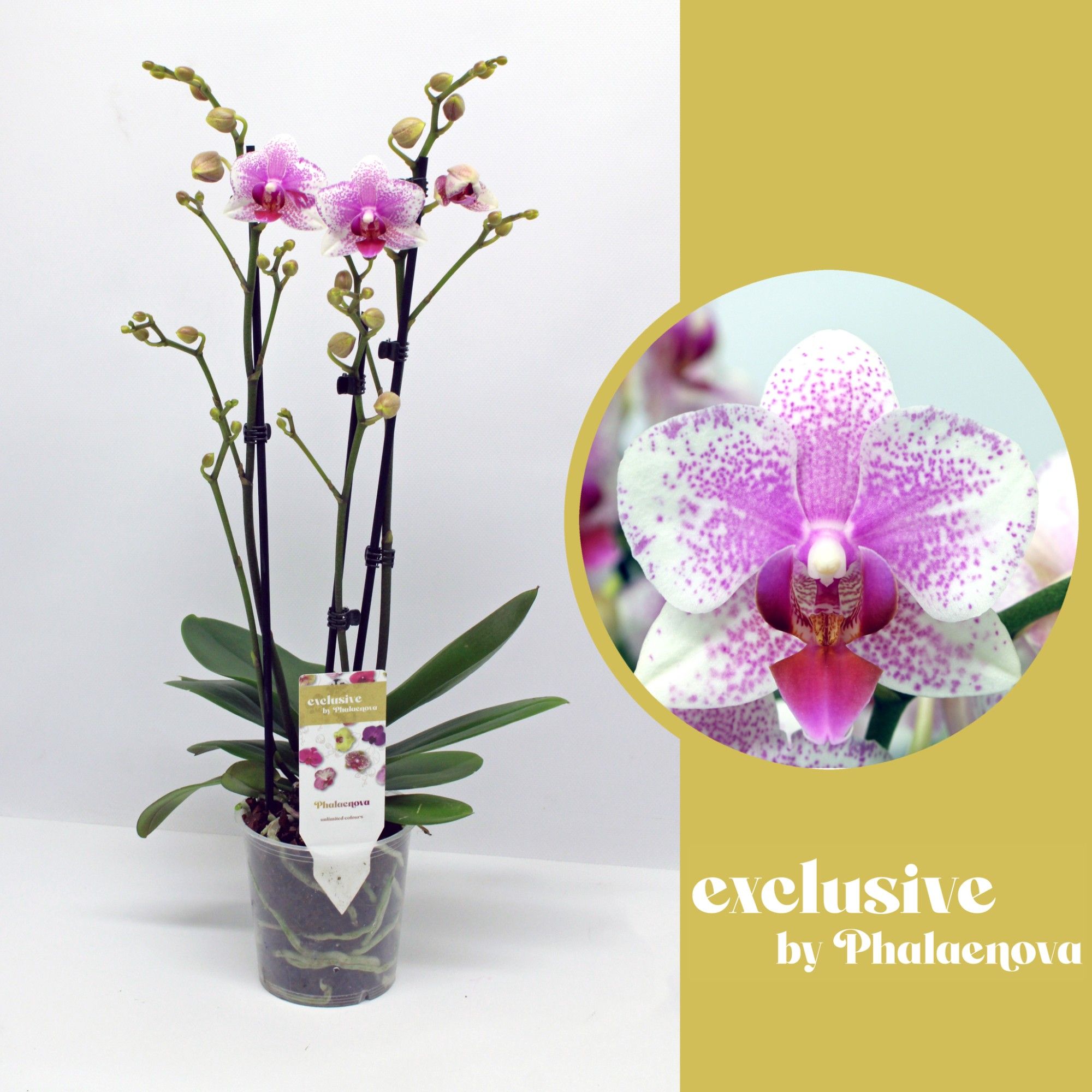 Rotterdam 3-tak 55cm (GROEN), D 12 cm