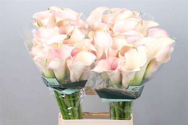 Калла Кэптен Розетт 70, шт.