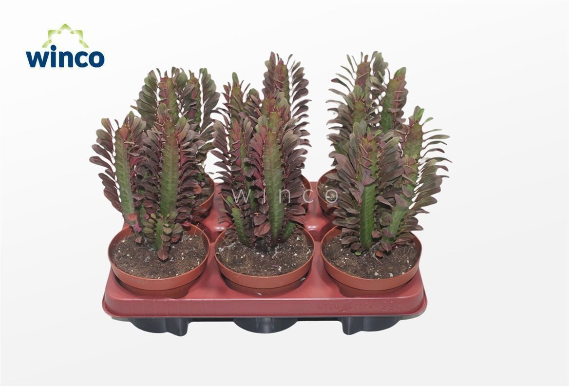 Euphorbia Trigona Rubra, D 13 cm Euphorbia Trigona Rubra, D 13 cm