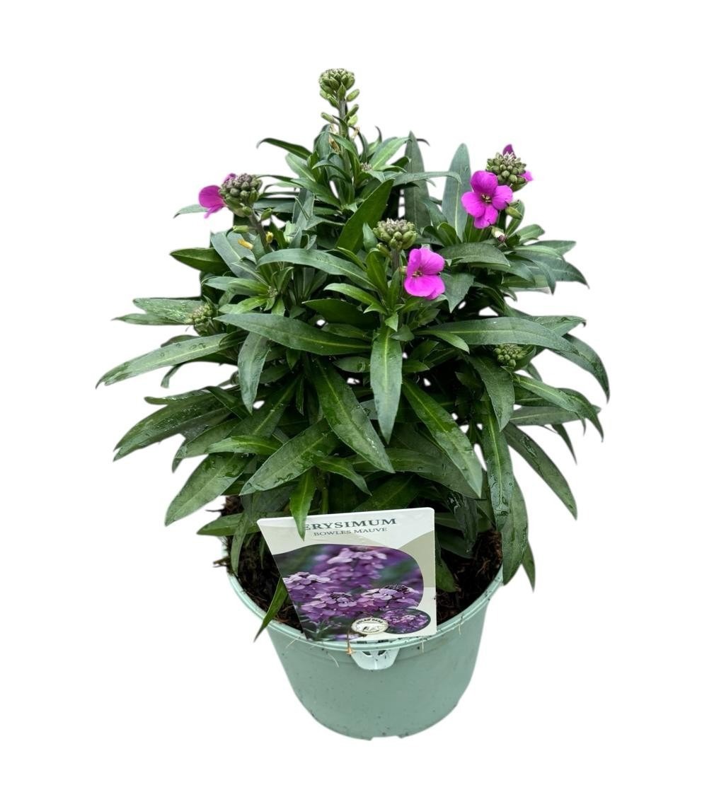 Erysimum 'Bowles Mauve', D 17
