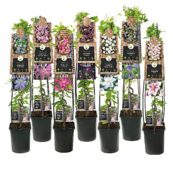 Mixshelf Clematis +3.0 label, D 23