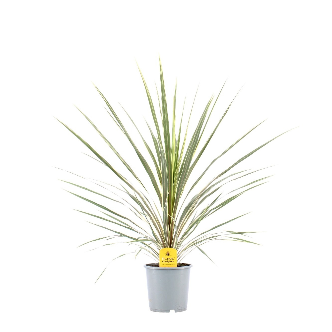 Cordyline Australis Variegata - 13cm, D 13