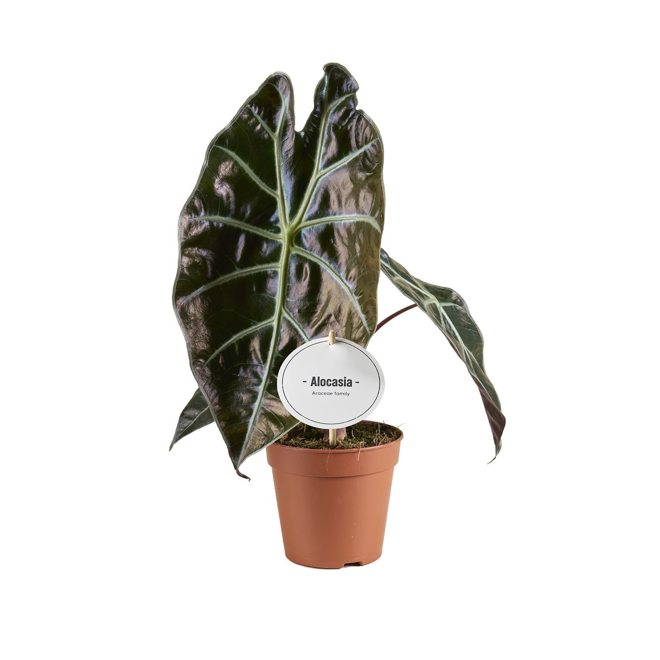 Alocasia Suhirmaniana Red Petiole, D 12