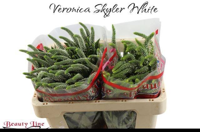 Вероника Скайлер Вайт 50 (бел.), шт.