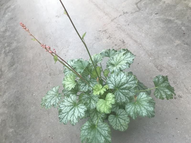 HEUCHERA-HYBRID 'PARIS', D 12 cm