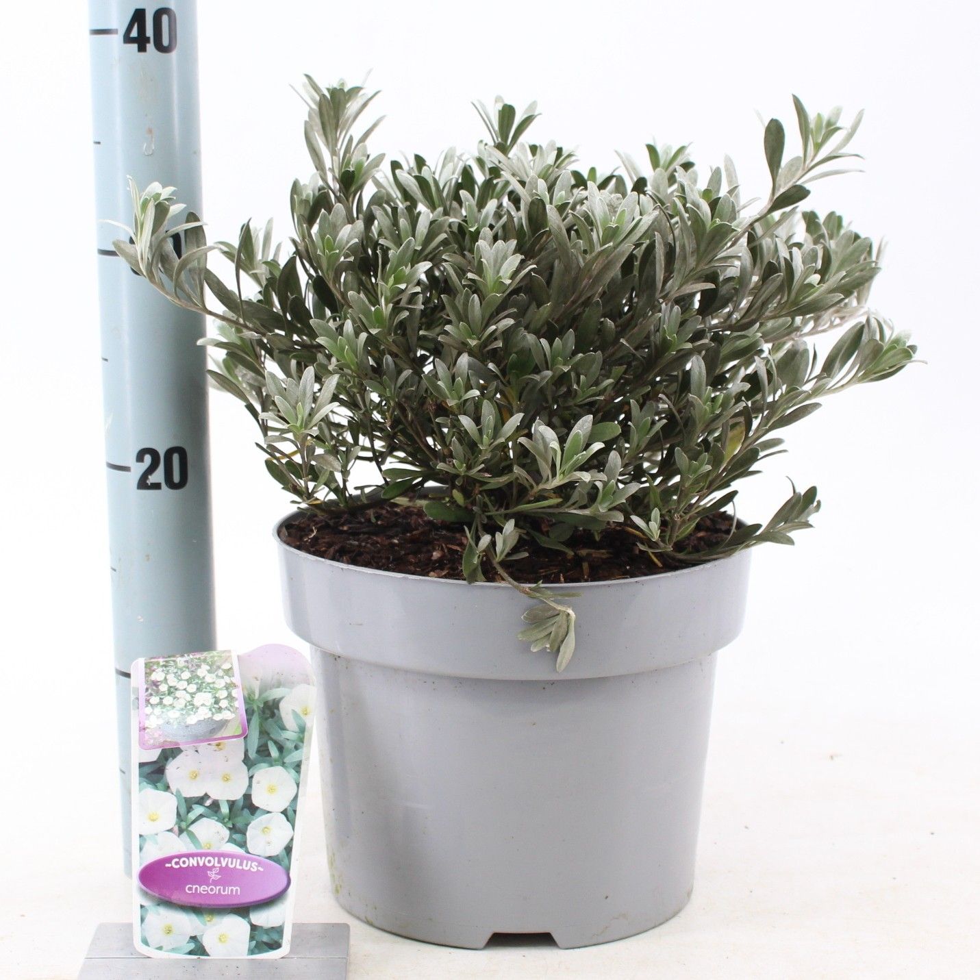 Convolvulus cneorum, D 23