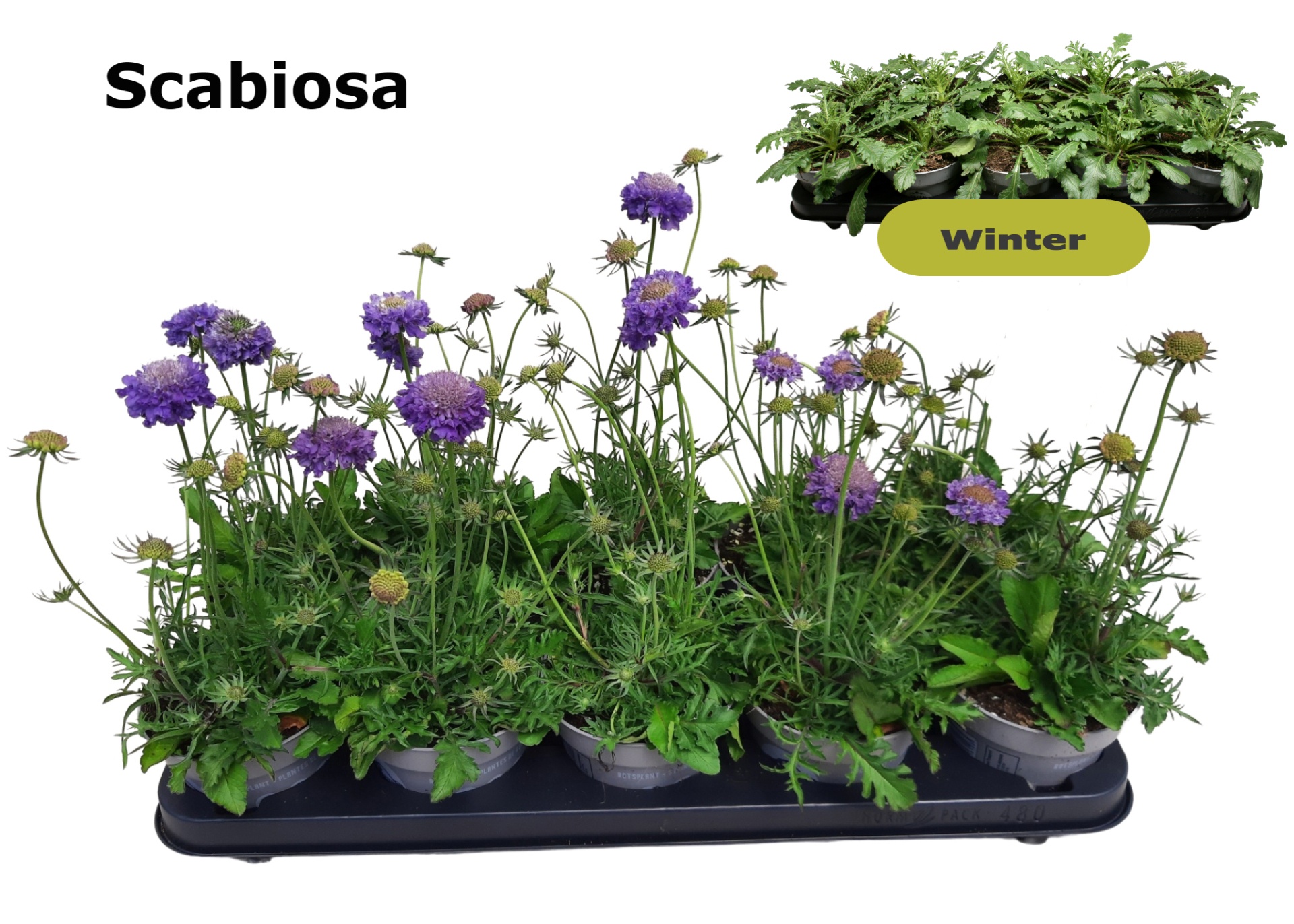Scabiosa 12 cm, D 12