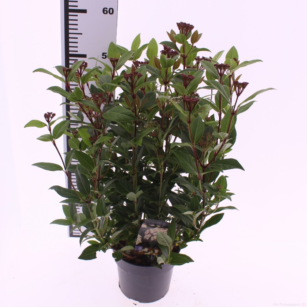 Viburnum tinus 'Ladybird' PBR, D 17 cm Viburnum tinus 'Ladybird' PBR, D 17 cm