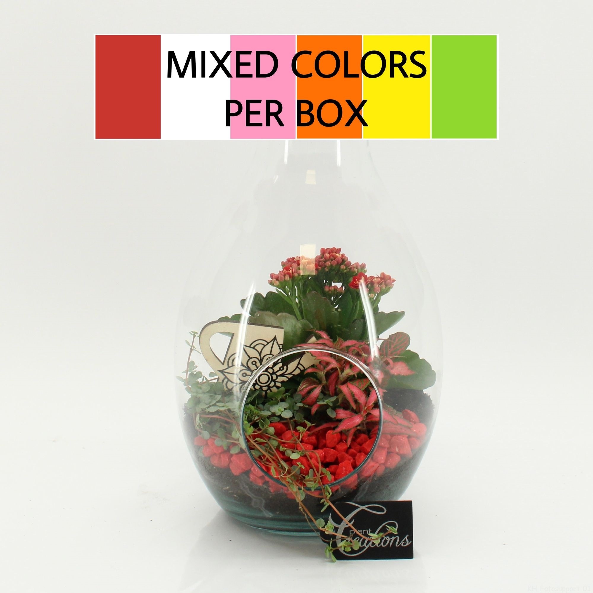 FDCR-2605M Basic Fundamentals terrarium, D 17