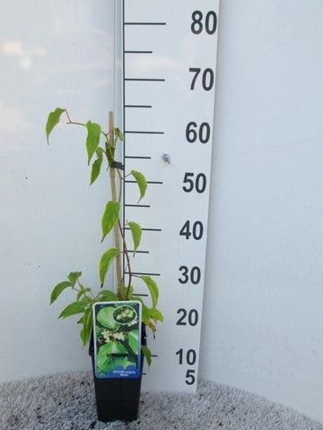 Actinidia a. Weiki (male) 40-50 P14, D 14