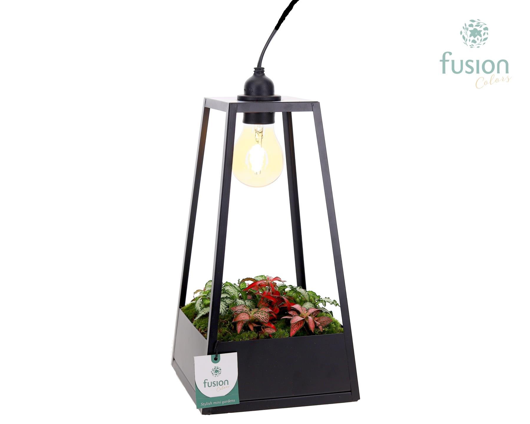 Lantaarn met lamp en Fittonia Arrangement, D 18