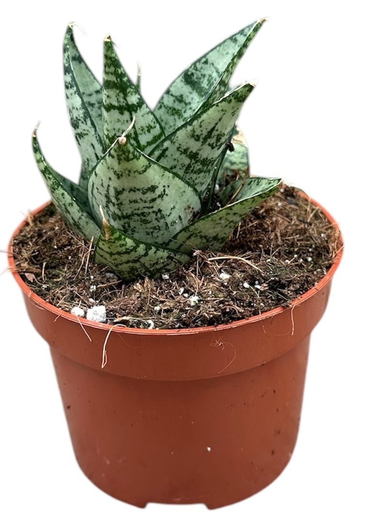 Sansevieria Ehrendel, D 10,5