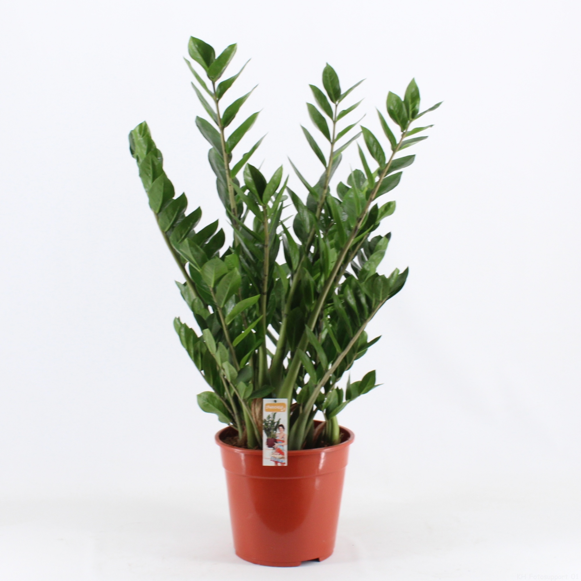 Zamioculcas P24, D 24