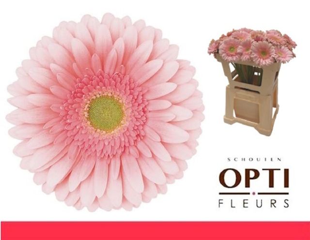 Гербера Ромелла, шт.