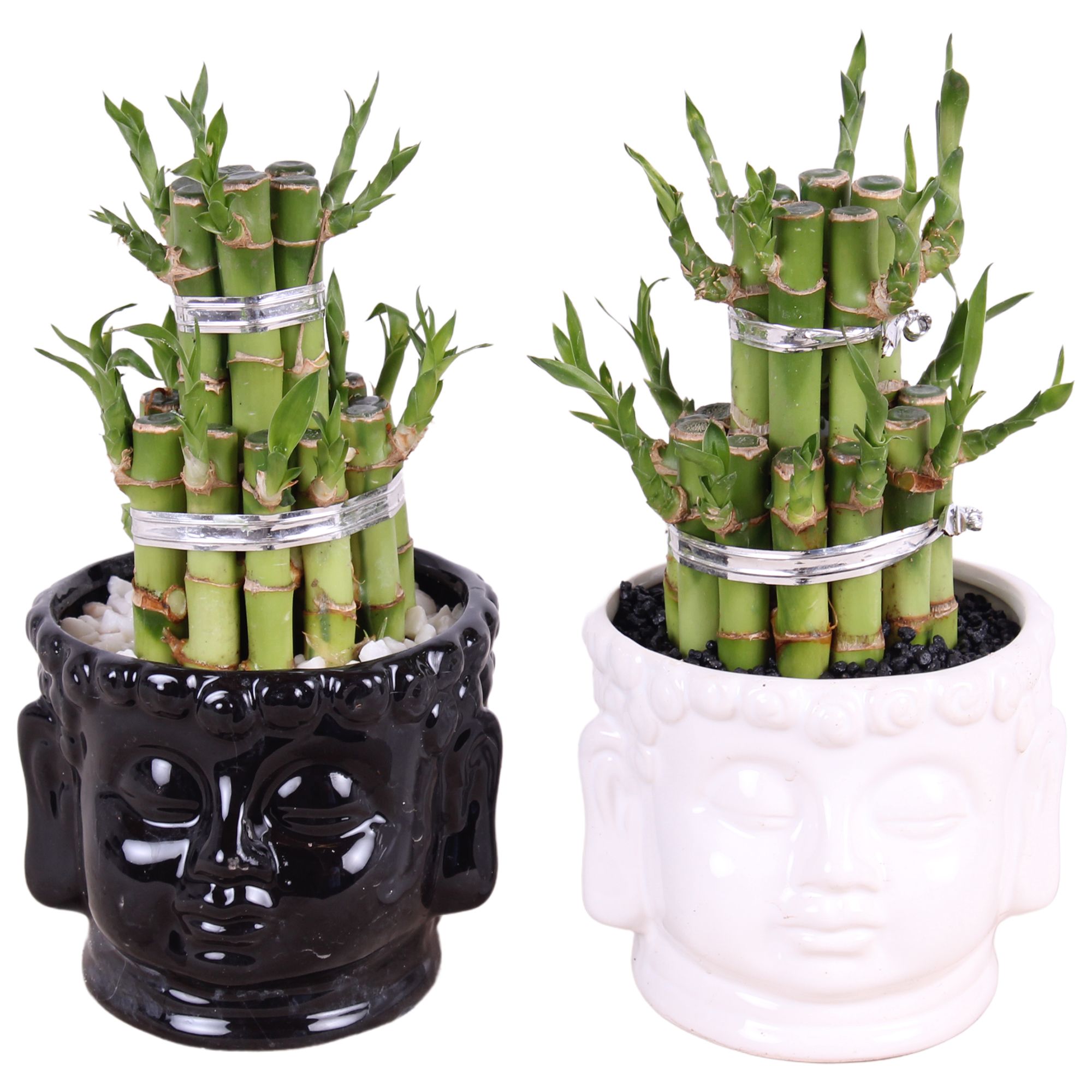 Lucky Bamboo Round 2Big in ø11cm Buddha head pot Black/White, D 11