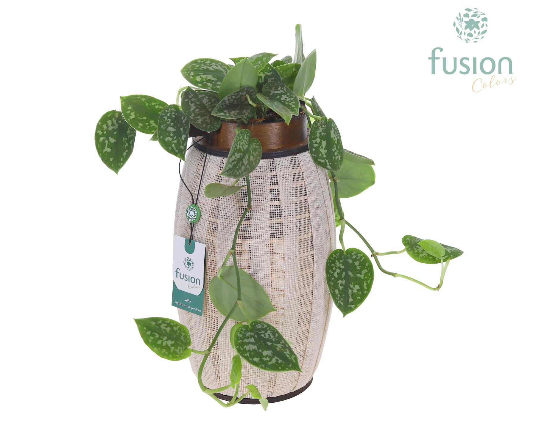 Lantaarn hout met Scindapsus, D 18