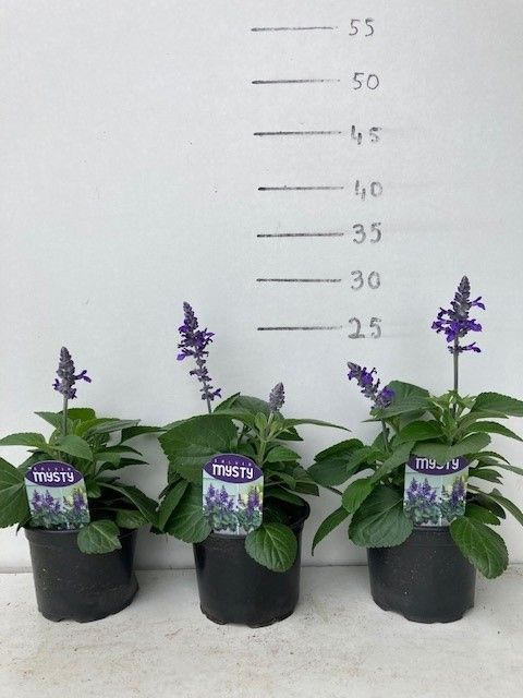 400 DM : Pot 12 Salvia Misty Blue, D 12