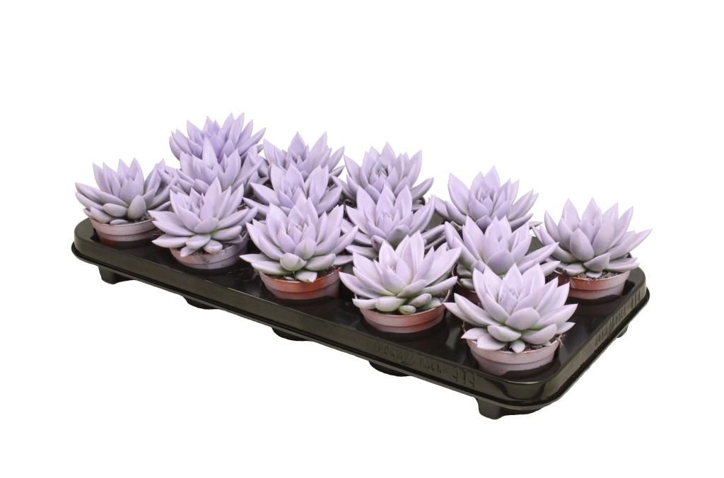 Miranda coloured pastel purple, D 8,5